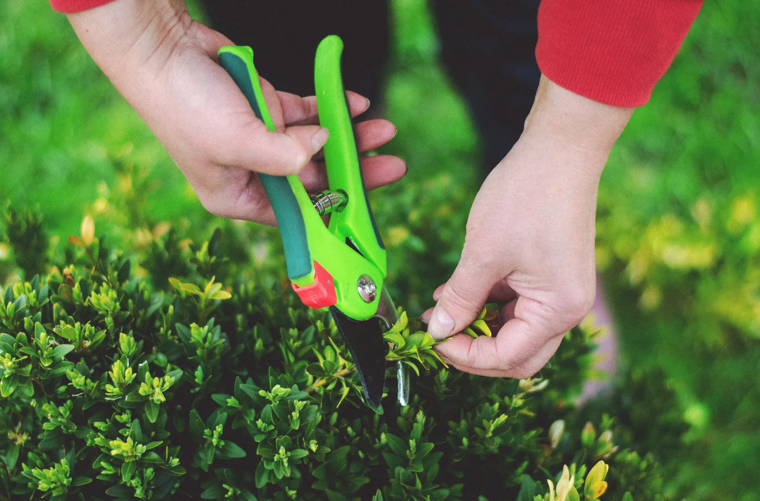Hands trimming a green shrub with pruning shears